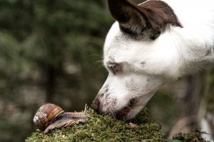 Dog looking at snail