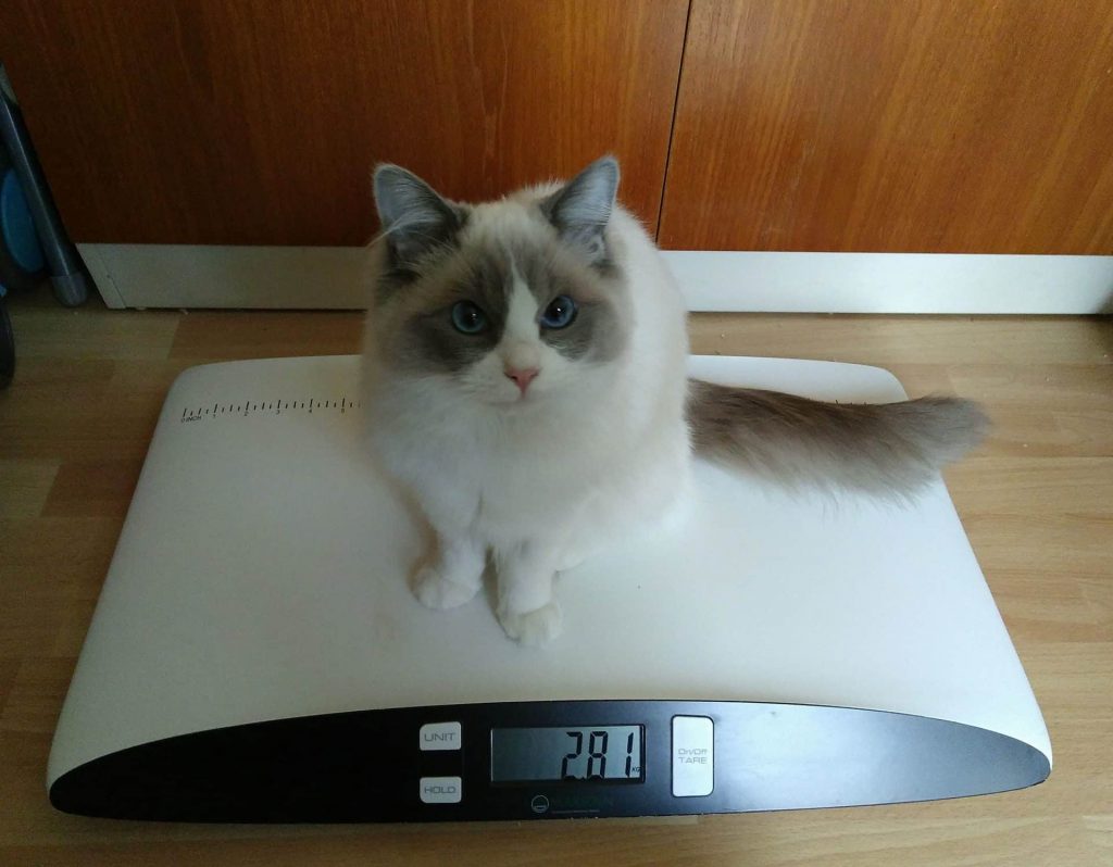 Cat sitting on scales