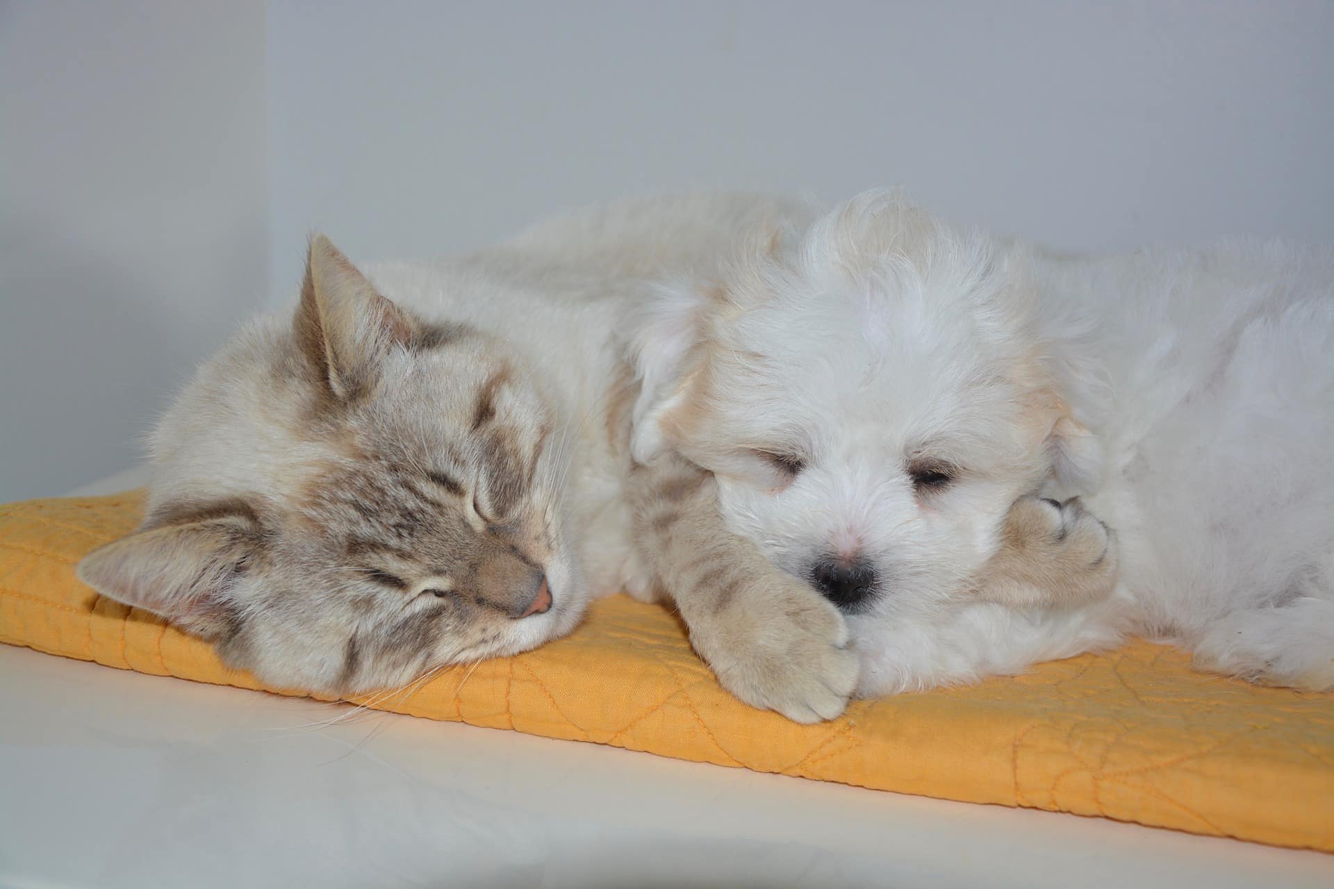 Cat lying next to puppy