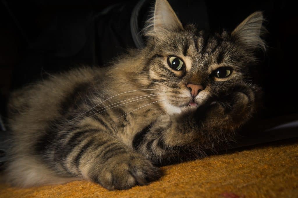 Fluffy Tabby Cat