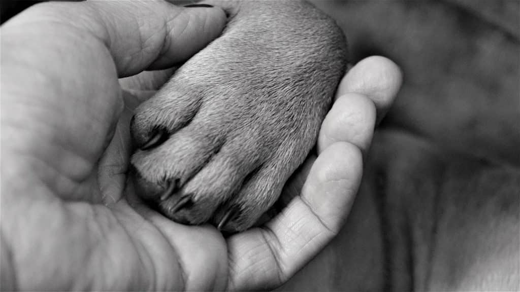 Dog paw in hand