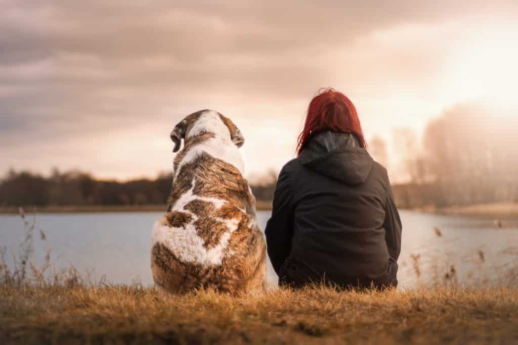 Dog and human sitting staring into distance