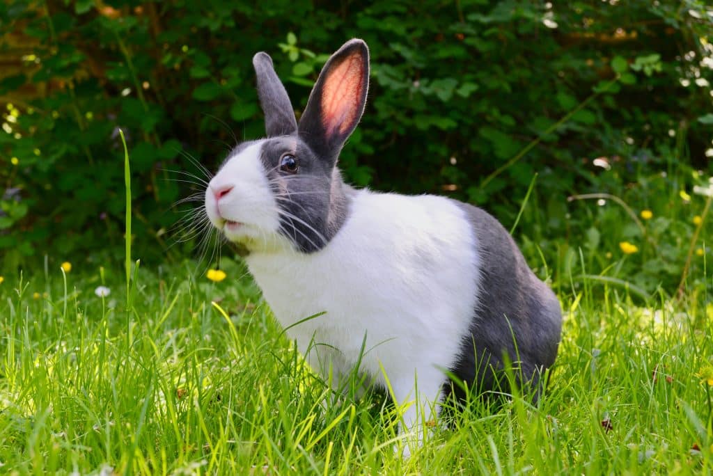 Grey and white Dutch rabbit on grass