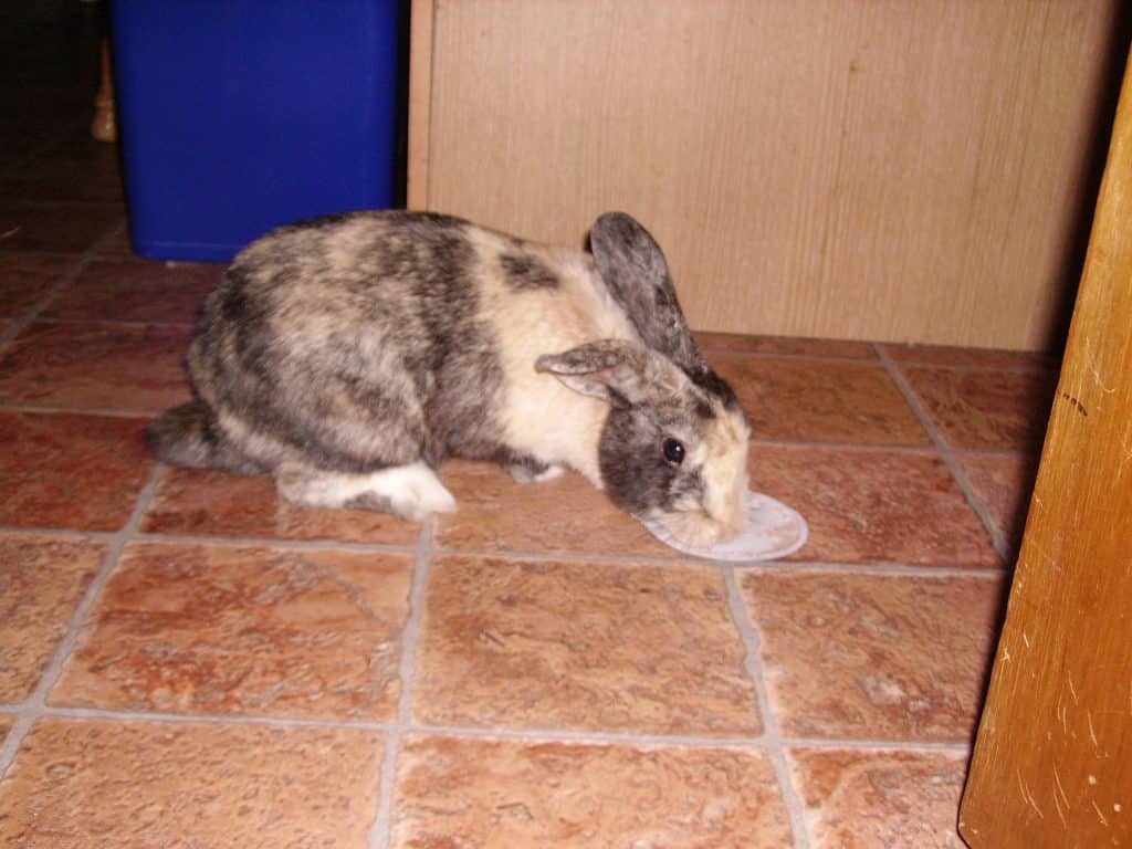 rabbit eating yoghurt