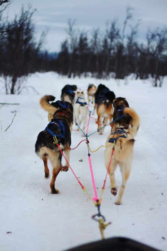 Huskies pulling sled