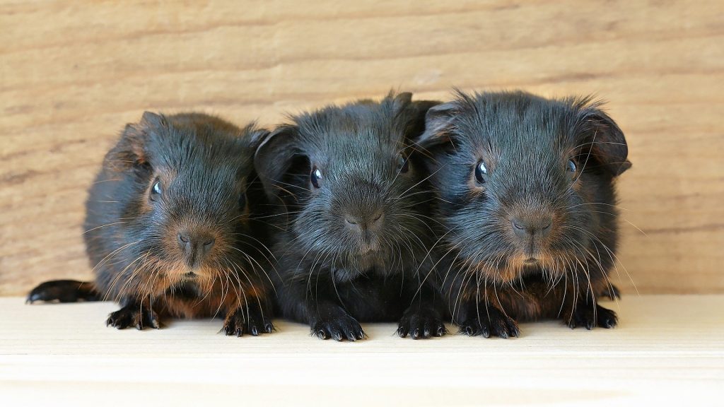Three baby guinea pigs