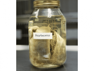 Heartworms in a specimen jar
