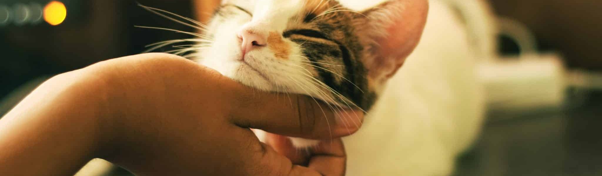Hand scratching cat under chin