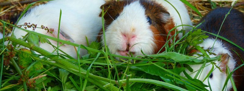 Guinea pigs eating large mound of greens