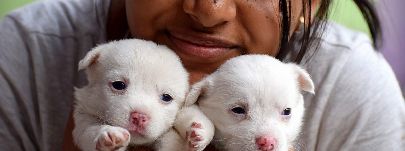 Young white puppies